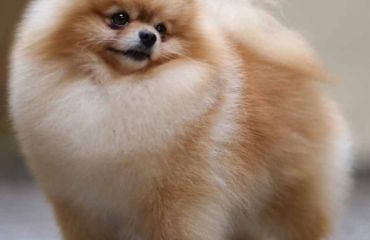 Particularităţi și vulnerabilităţi ale rasei Pomeranian