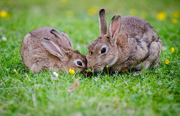 Principii generale de creştere şi întreţinere a iepurilor
