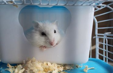 Înmulțirea la hamsteri – tot ce trebuie să știe un proprietar responsabil