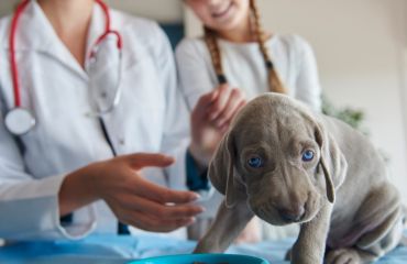 Mituri și adevăruri din medicina veterinară – ce trebuie să știe proprietarii de animale