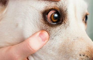 Keratoconjunctivita sicca la câine și pisică – când ochiul „uscat” devine o urgență oftalmologică