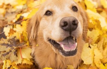 Importanța deparazitării animalelor de companie în sezonul de toamnă