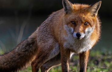 Date privind prevalenţa cazurilor de rabie la vulpi în România în perioada 2020-2024