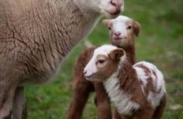 Metode hormonale de control al activităţii de reproducere la rumegătoarele mici