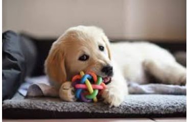 Cum alegem corect jucăriile animalelor noastre de companie