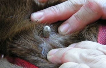 Primăvara – momentul critic pentru deparazitare