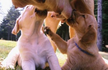 Infecţii ale glandei mamare la câine – mastita, o afecţiune cu potenţial fatal