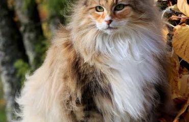 Blana invizibilă: de ce părul de pisică ajunge peste tot și cum îl ții sub control fără stres