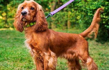 Cocker Spaniel – eleganță, afecțiune și provocări veterinare