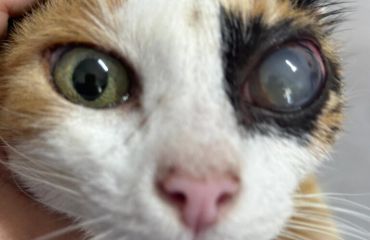 Glaucomul la câine și pisică