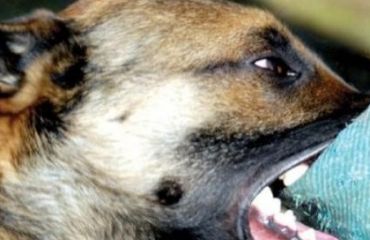 Rabia la animalele de companie: recunoaștere, intervenție și diagnostic diferențial