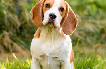 Beagle – companionul energic cu un nas de detectiv