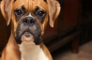 Studiu histologic asupra aparatului genital femel la canidele domestice