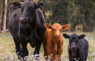 Investigaţii privind impactul manifestărilor stereotipe asupra parametrilor hematologici și biochimici la tineretul taurin întreţinut în condiţii de creștere intensivă