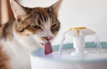 Cum stimulăm pisicile să bea mai multă apă – ghid practic pentru medici veterinari și proprietari