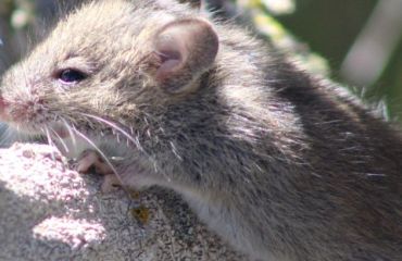 Hantavirusul la animale și riscul zoonotic: ce trebuie să știe medicii veterinari și proprietarii de animale