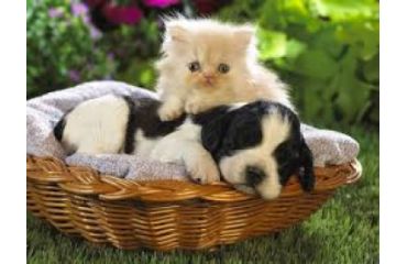 Poate un animal să se considere un alt animal? Ce spune știința despre identitatea în lumea animală