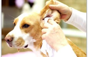 Cum curățăm corect urechile câinilor și pisicilor? Ghid complet pentru proprietarii de animale