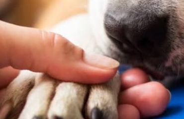 Eutanasierea animalelor – când este un act de compasiune și nu o renunțare?