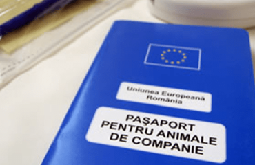Cum călătorim în siguranță cu animalul de companie – Ghid complet pentru stăpâni