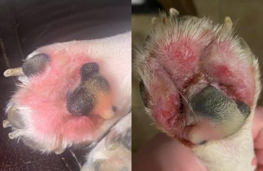 Alergiile alimentare la animale: cum le recunoaștem și ce putem face?