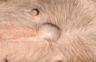 Herniile ombilicale la căței – când „bumbișorul” de pe burtică trebuie verificat de medicul veterinar
