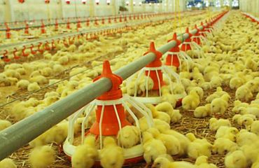 ТЕОРЕТИЧЕСКИЙ АНАЛИЗ ТЕПЛОПЕРЕДАЧИ ПРИ ВОЗДУХООБМЕНЕ В ПТИЧНИКАХ