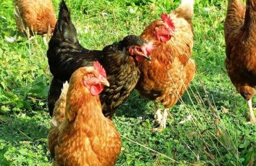 Cum scăpăm păsările de paraziții interni