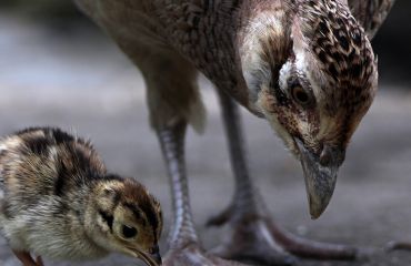 Canibalismul la fazani