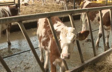 Care sunt riscul pododermatitelor la bovine