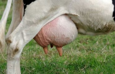 Mamita vacilor mai ușor de prevenit decît de tratat !