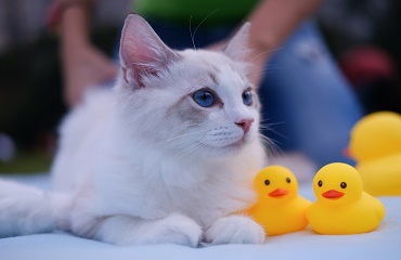 PERITONITA INFECŢIOASĂ FELINĂ ÎN ROMÂNIA