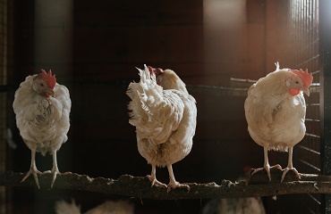 POTENTIAL USE OF THE STINGING NETTLE AS AN ENHANCER OF WEIGHT GAIN AND INNATE IMMUNE RESPONSE IN BROILER CHICKENS