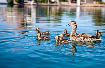 Cum protejăm rațele de căldură?