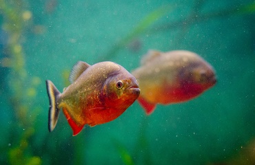 Cu ce fel de boli te poti contamina de la peștii din acvariu 