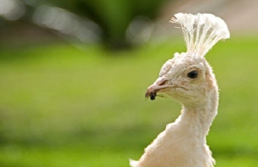 Cresterea puilor de pauni in sistem gospodaresc