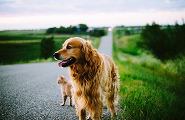 Лептоспироз у собак