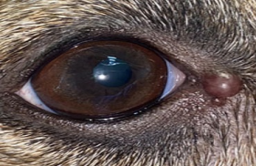 Новообразования век