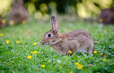 Consumul de furaje la iepuri