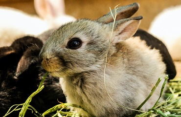 Microclimatul in adaposturile pentru iepuri