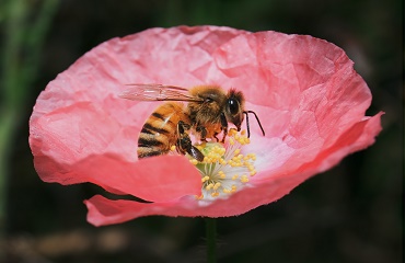 Combaterea nosemozei albinelor