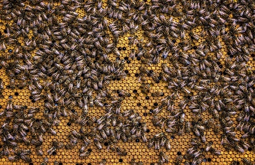 Pregătirea familiilor de albine pentru iernare 