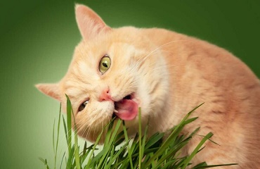 Pisica ta mănincă iarbă? O normalitate sau dimpotrivă?