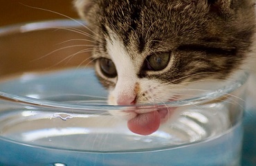 Ce putem face dacă pisica refuză sa mai bea apa ?