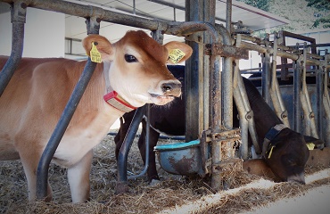 Planificarea unei rații de hrană echilibrate pentru bovine