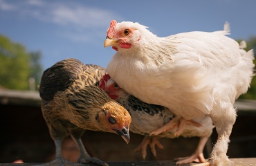 Un nou caz de gripă aviară a fost confirmat în s. Rezina, r. Ungheni.