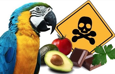 Alimentele toxice pentru papagali