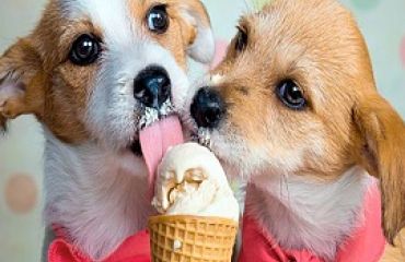 Câinii pot mânca înghețată?