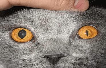 Anizocoria la pisici - ce este, cauzele dezvoltării, posibilitatea terapiei