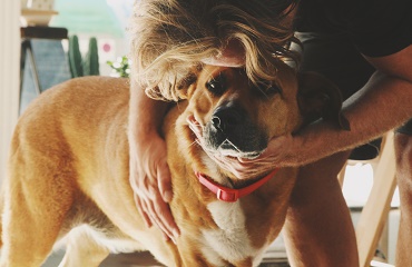 Câinele tău îmbătrânește: iată ce trebuie să știi pentru ai îmbunătăți calitatea vieții